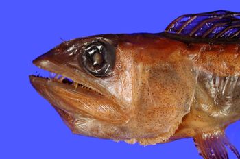 Media type: image; Ichthyology 40635